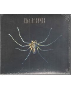 Spider On The Wall
