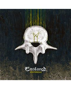 Vertebrae