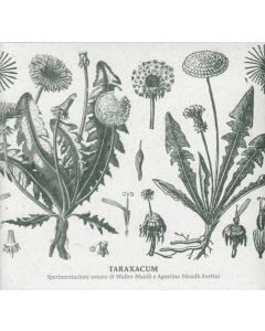 Taraxacum