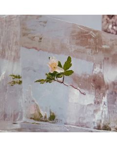 Windflowers
