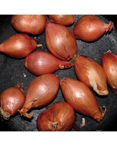 Fried Shallots