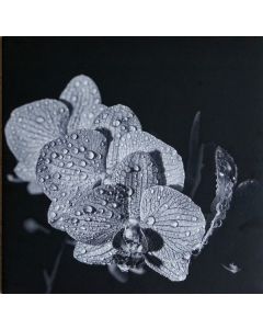 Assorted Orchids