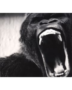 Ape Shifter
