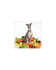 Excellent Italian Greyhound
