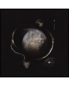 Cold Black Suns