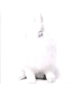 White Lies