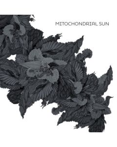 Mitochondrial Sun