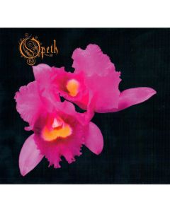 Orchid