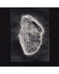 In Vitro